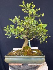 Pfaffenhütchen bonsai prebons gebraucht kaufen  Wettstetten