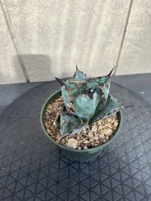 Agave titanota black for sale  San Antonio