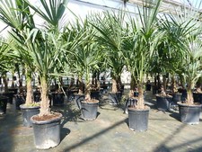 Angebot trachycarpus fortunei gebraucht kaufen  Goch