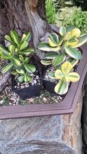 Grubosz Crassula ALBA i Return of Beauty Cv  na sprzedaż  PL