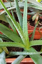 Set organic aloe for sale  Omaha