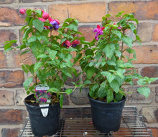Fuchsia trailing dark for sale  CREWE