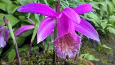 Pleione tongariro. nice for sale  Shipping to Ireland