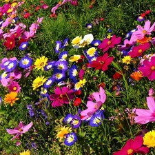 Blumensamen mischung bunt gebraucht kaufen  Lünen