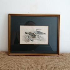 Antique framed lizars for sale  SHREWSBURY