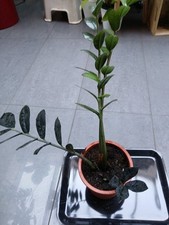 Zamioculcas raven schwarze gebraucht kaufen  Mutlangen