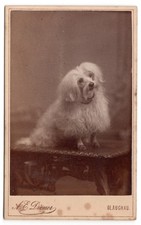Cdv foto hund gebraucht kaufen  Zschopau