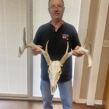 Nice 141 pointer for sale  Ellis
