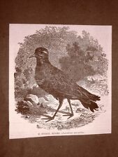 Incisione del 1866 usato  Villarosa
