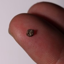Thescelosaurus tooth hell for sale  Scottsdale