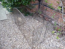 Rabbit dog puppy for sale  LEICESTER