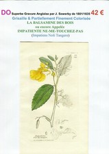 Xix ème balsamine d'occasion  Romorantin-Lanthenay