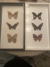 Schmetterlinge glas holzrahmen gebraucht kaufen  Oberboihingen