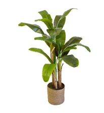 Albero pianta banano usato  Foggia