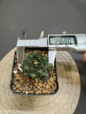 Astrophytum capricorne var. for sale  Chandler