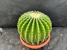 Echinocactus grusonii inermis usato  Massafra