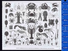 Spiders lobsters insects for sale  Enterprise