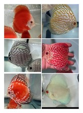 Pack discus live for sale  San Jose