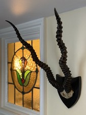 Taxidermy blackbuck antelope for sale Taxidermy blackbuck antelope for sale  ILFRACOMBE
