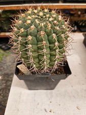 Gymnocalycium glaucum large for sale  Sanger