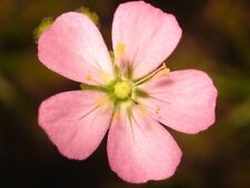 Drosera pulchella nitidula for sale  Shipping to Ireland