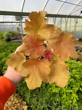 Caramel heuchera 3.5 d'occasion  Expédié en Belgium