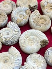 Perisphinctes ammonite madagas for sale  LISKEARD