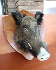Testa cinghiale imbalsamato usato  Santa Croce sull'Arno
