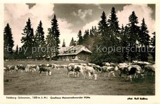 Feldberg schwarzwald gasthaus gebraucht kaufen  Deutschland
