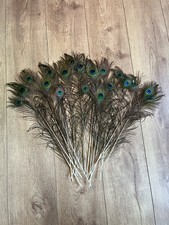Large peacock feathers for sale  SHEFFIELD