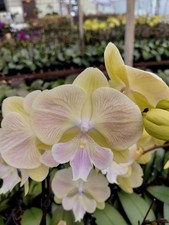 Phal pastel big for sale  Short Hills
