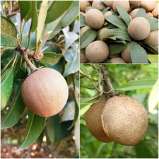 BeauFlora Sapota / Chiku ( "Kalapati Chiku, enxerto) 1 planta de raiz nua comprar usado  Enviando para Brazil