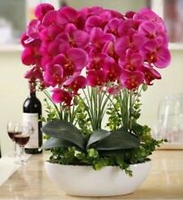 Orchidea fuxia semi usato  Villafranca Sicula