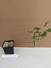 Pelargonium canescens kakteen gebraucht kaufen  Stuttgart