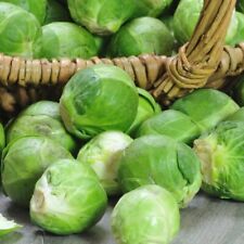 Brussel sprouts heritage for sale  THAME