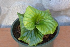 Rare platycerium madagascarien for sale  Roseburg