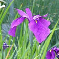 Japanese clematis iris for sale  LOUTH