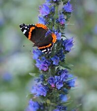 Viper bugloss plugs for sale  BARNSTAPLE