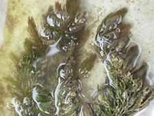 Hornblatt ceratophyllum demers gebraucht kaufen  Schmidmühlen