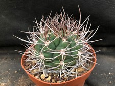 Gymnocalycium castellanosii vi usato  Massafra