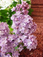 Flieder stecklinge rosa gebraucht kaufen  Kaiserslautern