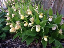 Sale2445 cypripedium macranthu gebraucht kaufen  Dettingen an der Erms