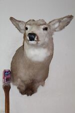 Mule deer head for sale  Brandon
