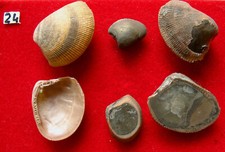 Bivalve albien nucula d'occasion  La Chapelle-Saint-Luc