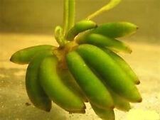 Nymphoides aquatica banana for sale  DRONFIELD