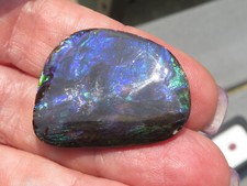 ammolite fossil for sale ammolite fossil for sale Elverson