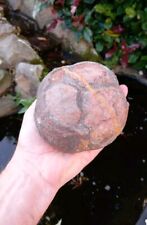 Fossil crinoid float for sale  WREXHAM