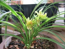 Butterfly fragrant variegated for sale  Henderson