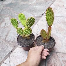 Vaso piante microdasys usato  Barcellona Pozzo di Gotto