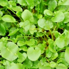 American land cress for sale  SOUTHSEA